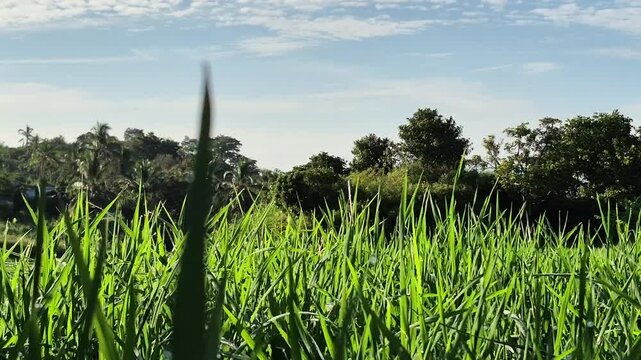 Lush green meadow landscape, gentle breeze rustling grass, under a clear blue sky with soft clouds.
