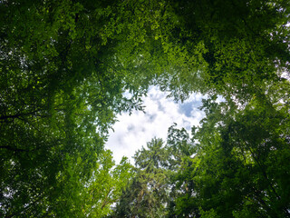 Fototapeta premium germany, refreshing blue sky above vibrant forest clearing with flourishing green trees celebrating peaceful summer nature around scenic wendlingen
