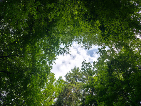 germany, refreshing blue sky above vibrant forest clearing with flourishing green trees celebrating peaceful summer nature around scenic wendlingen