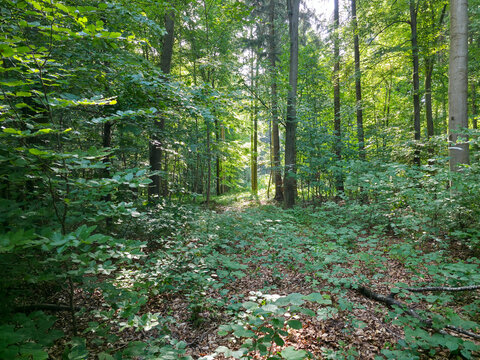 germany, radiant glowing green leaves sparkling beneath mystical morning sunlight creating breathtaking forest wonder deep inside wendlingen woodland
