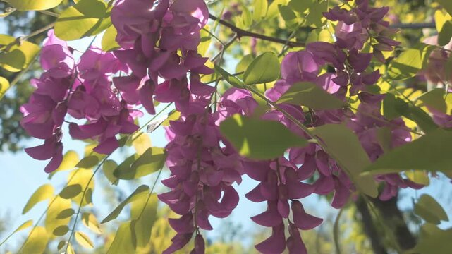 Bottom view of pink flowers of Robinia hispida swaying in the wind on a sunny spring day, sunrays shining through the inflorescences, backlit, close-up