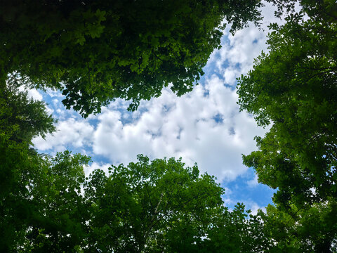 germany, brilliant blue sky with gentle white clouds above lush forest clearing capturing inspiring summer landscape in beautiful wendlingen woodland