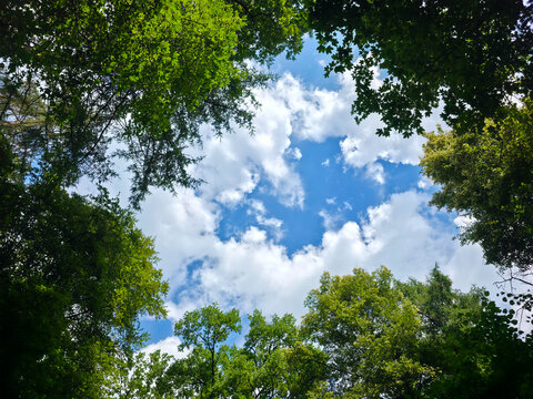 germany, vibrant summer blue sky above lush green trees creating peaceful natural landscape with fresh atmosphere in countryside scenery