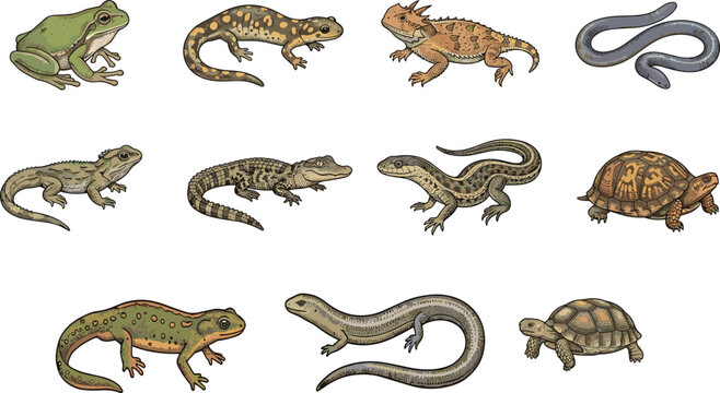 Reptile Collection Vector Set with Frog, Salamander, Gecko, Lizard, Snake, Turtle, and Tortoise Vintage Wildlife Illustrations for Educational Nature Designs
