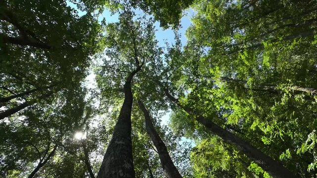 Foresta di Cerro in 8K