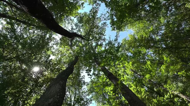 Foresta di Cerro in 8K