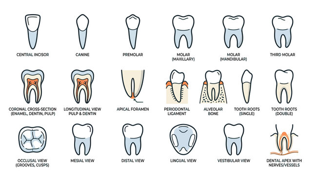 Dental Anatomy Chart: Tooth Types, Cross-Sections, and Views