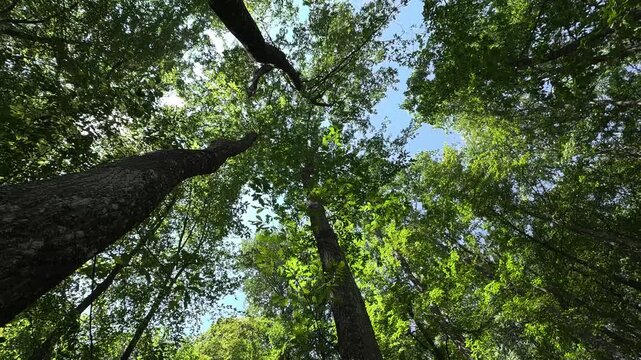 Foresta di Cerro in 8K