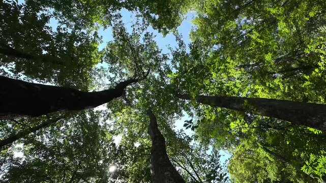 Foresta di Cerro in 8K