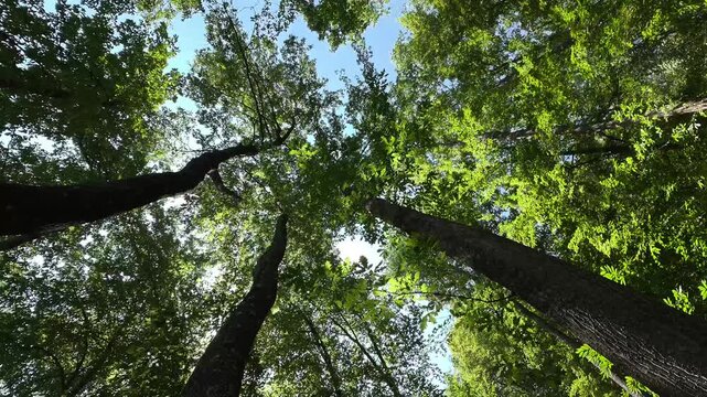 Foresta di Cerro in 8K