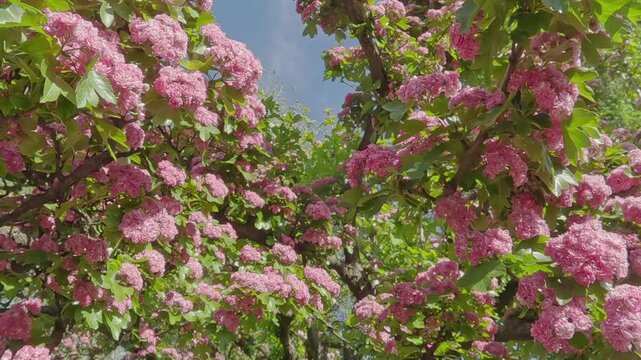 Moving backwards between the branches covered with pink flowers of a blooming midland hawthorn, Crataegus laevigata, close-up