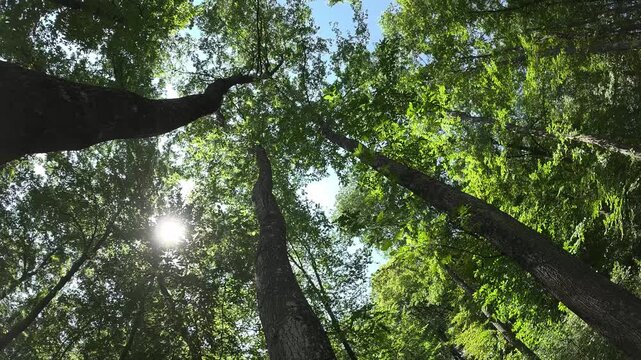Foresta di Cerro in 8K
