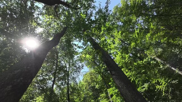 Foresta di Cerro in 8K