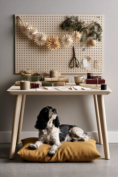 Spaniel looking up from cushion under Christmas craft table