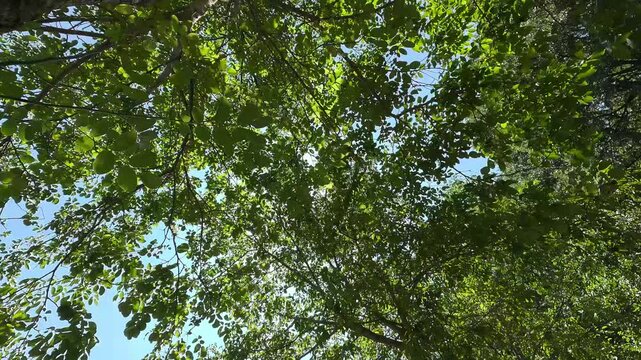 Foresta di Cerro in 8K