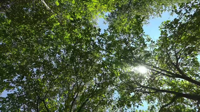 Foresta di Cerro in 8K