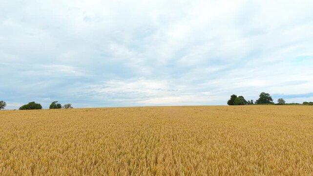 Broad wheat farmland beneath dramatic blue and gray cloud cover. Uniform grain crop, open countryside, minimal rural landscape with distant trees along horizon. Agricultural background, harvest season
