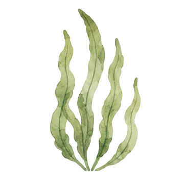 Green Seaweed Watercolor Marine Botanical Illustration for Ocean Underwater and Coastal Beach Designs