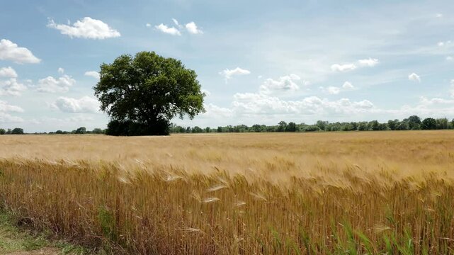 Aufnahme eines Gerstenfeld inmitten ein gro&szlig;er Baum steht. Der Wind bringt das Gerstenfeld zum schwingen.