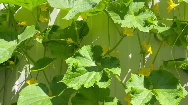 Honey bee pollinating cucumber flower inside greenhouse supporting natural crop fertilization sustainable food production and agricultural biodiversity