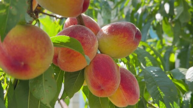 Sunlit peaches clustered on orchard branch representing abundant fruit farming sustainable agriculture and premium seasonal produce for healthy diets