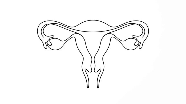 Uterus and Fallopian Tubes Anatomical Line Art Illustration