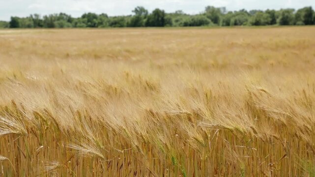 Nahaufnahme eines Gerstenfeldes im Wind