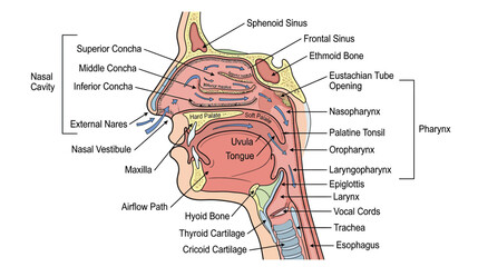 Anatomical Diagram of Human Nasal Cavity and Pharynx © din