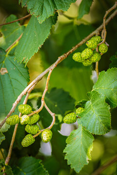 Young green alder cones branch