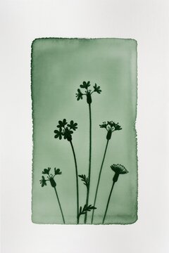 Minimalist botanical art print with wildflower silhouettes on green background