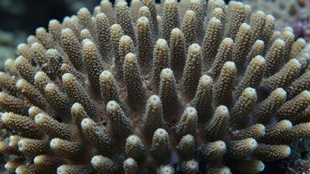 Close up of branching stony coral polyps in a tropical marine reef, underwater ocean life structure, detailed coral texture, macro photography of sea coral formation under soft natural lighting