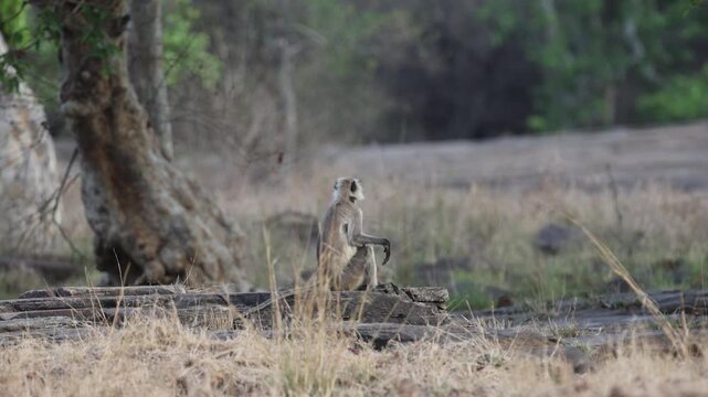 Hanuman langur (grey langur) sitting upright on log, alert, morning, dry deciduous forest floor, early morning - Panna National Park, Panna Tiger Reserve, Madhya Pradesh, India