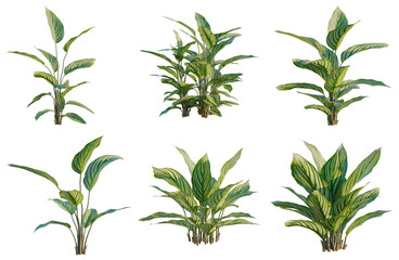 Fototapeta premium Set of Calathea ornata tree, elevation, front view, cutout, transparent background, isolate, Collection of Lush Green Foliage Plants - Ideal for Game Design, Landscaping & Botanical Illustrations
