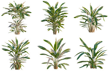Fototapeta premium Set of Calathea stromanthe Triostar tree, elevation, front view, cutout, transparent background, isolate, Collection of Chlorophytum Plants - Perfect for Interior Design & Botanical Illustrations