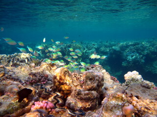 Colorful tropical fish on a coral reef, amazingly beautiful fairy world. In the coral gardens of the Red Sea.  © Vitalii6447