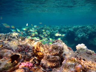 Fototapete Unterwasserwelt Colorful tropical fish on a coral reef, amazingly beautiful fairy world. In the coral gardens of the Red Sea.   © Vitalii6447