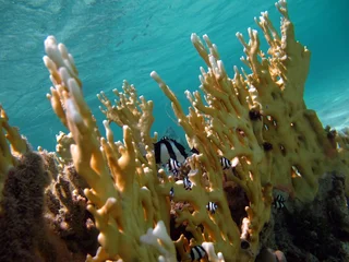 Fototapete Unterwasserwelt Colorful tropical fish on a coral reef, amazingly beautiful fairy world. In the coral gardens of the Red Sea.   © Vitalii6447