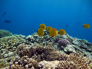 Colorful tropical fish on a coral reef, amazingly beautiful fairy world. In the coral gardens of the Red Sea.  © Vitalii6447