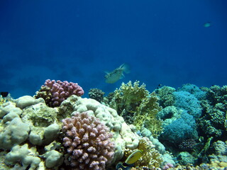 Colorful tropical fish on a coral reef, amazingly beautiful fairy world. In the coral gardens of the Red Sea.  © Vitalii6447