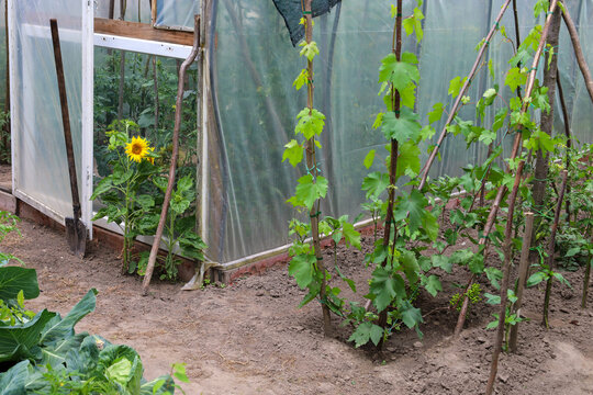 A rustic greenhouse with plastic sheeting is surrounded by well-kept garden beds in a backyard. Nearby, young grape shoots grow tied to wooden supports, and a bright sunflower blooms near the entrance