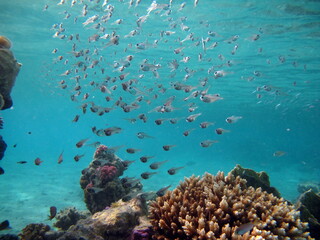 Colorful tropical fish on a coral reef, amazingly beautiful fairy world. In the coral gardens of the Red Sea.  © Vitalii6447