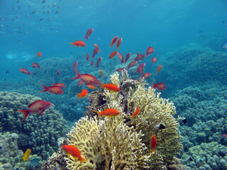 Colorful tropical fish on a coral reef, amazingly beautiful fairy world. In the coral gardens of the Red Sea.  © Vitalii6447