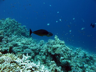 Colorful tropical fish on a coral reef, amazingly beautiful fairy world. In the coral gardens of the Red Sea.  © Vitalii6447