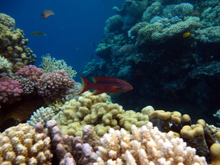 Colorful tropical fish on a coral reef, amazingly beautiful fairy world. In the coral gardens of the Red Sea.  © Vitalii6447