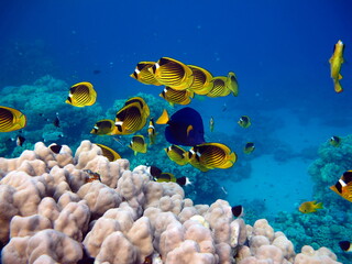 Colorful tropical fish on a coral reef, amazingly beautiful fairy world. In the coral gardens of the Red Sea.  © Vitalii6447