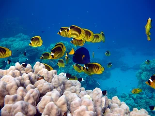 Fotobehang Onderwaterwereld Colorful tropical fish on a coral reef, amazingly beautiful fairy world. In the coral gardens of the Red Sea.   © Vitalii6447