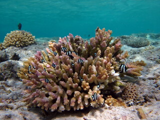 Colorful tropical fish on a coral reef, amazingly beautiful fairy world. In the coral gardens of the Red Sea.  © Vitalii6447