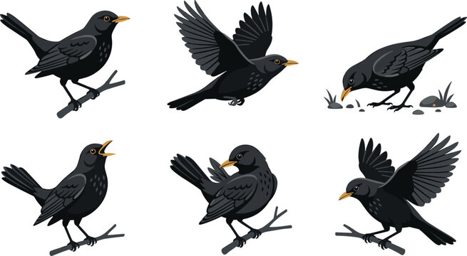 Blackbird cartoon vector illustration collection featuring perched, flying, singing, feeding and grooming songbird wildlife character poses isolated on white background