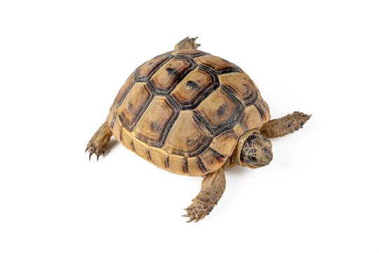 Greek Tortoise Isolated on White Background Top View Studio Shot