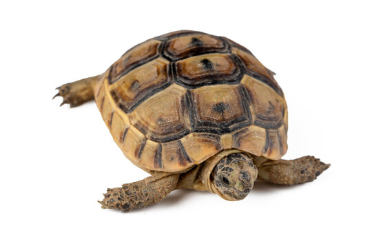 Greek Tortoise Isolated on White Background Top View Studio Shot
